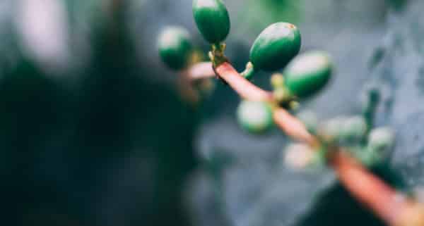 green coffee cherry