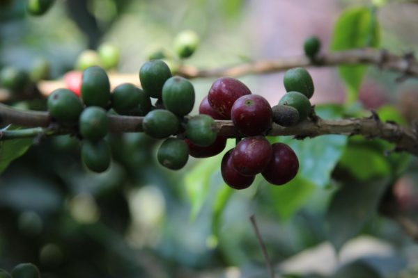Coffee cherries
