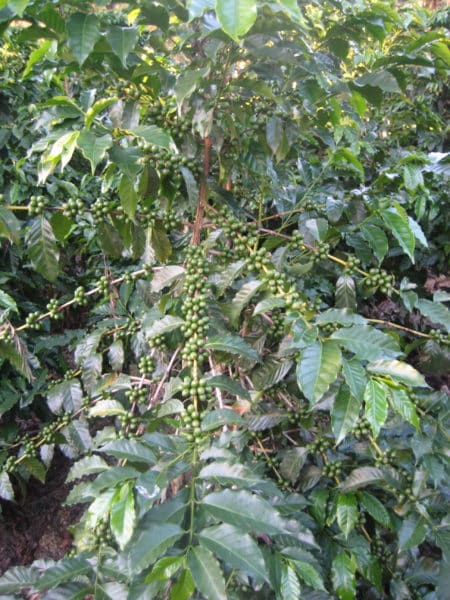 green coffee cherries