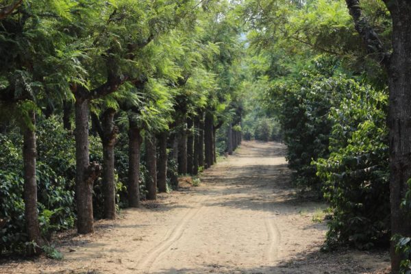 tree lined path