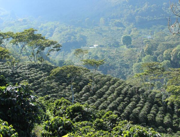Honduras coffee farms