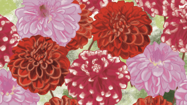 Illustration of Dahlias