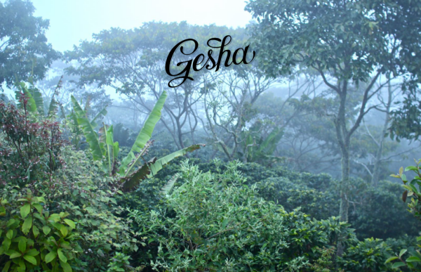 gesha logo