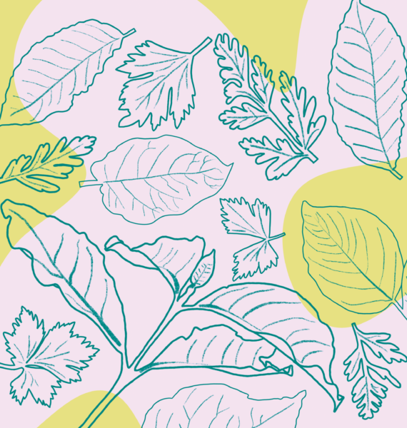 Illustration of coffee and vegetable leaves