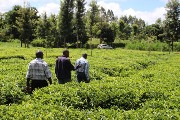 Nursery in Karatina, Kenya
