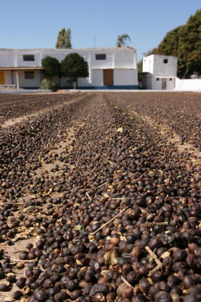 Natural process coffee drying