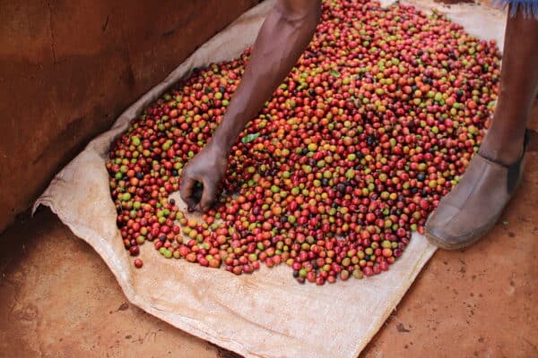 coffee cherries
