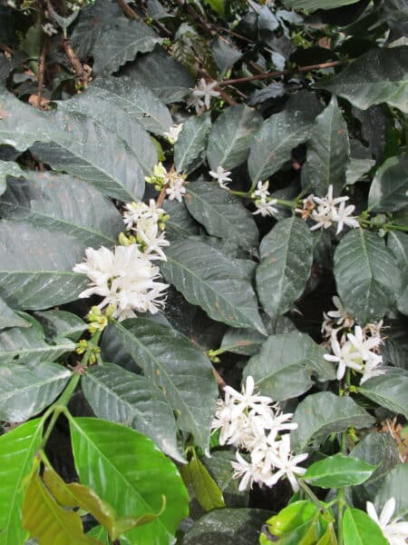 Coffee Flowers, Kenya