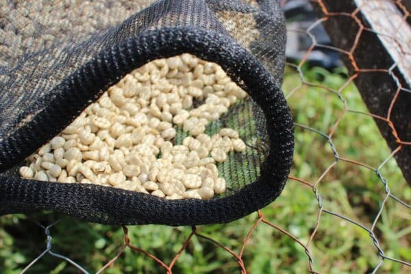 Coffee beans in a net on top of wiring