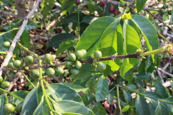 Coffee Plant