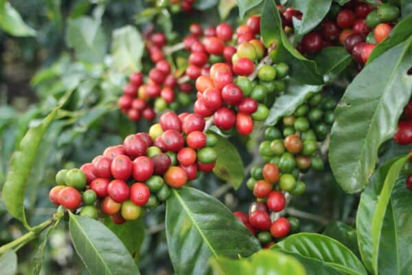 Coffee Cherries