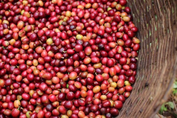 Coffee cherries in woven basket