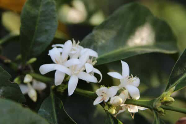 Coffee Flower