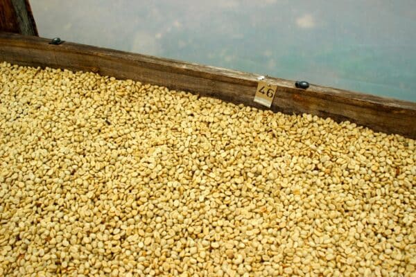 Coffee in El Alto