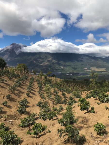 View of landscape in Antigua, Guatemala of coffee plants and clouds over the mountains.